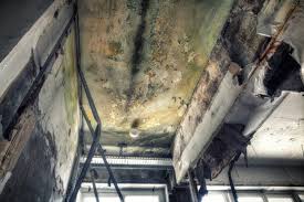 Best Basement Mold Removal  in Chatsworth, GA